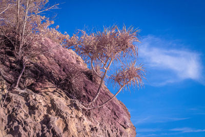 Low angle view of flowering plant against blue sky