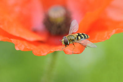 Close-up of bee pollinating on red flower