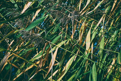 Full frame shot of bamboo trees