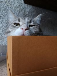 Close-up of cat hiding in box