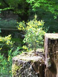 Scenic view of lake by trees in forest