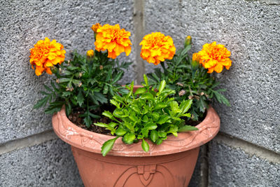 High angle view of potted plant against wall