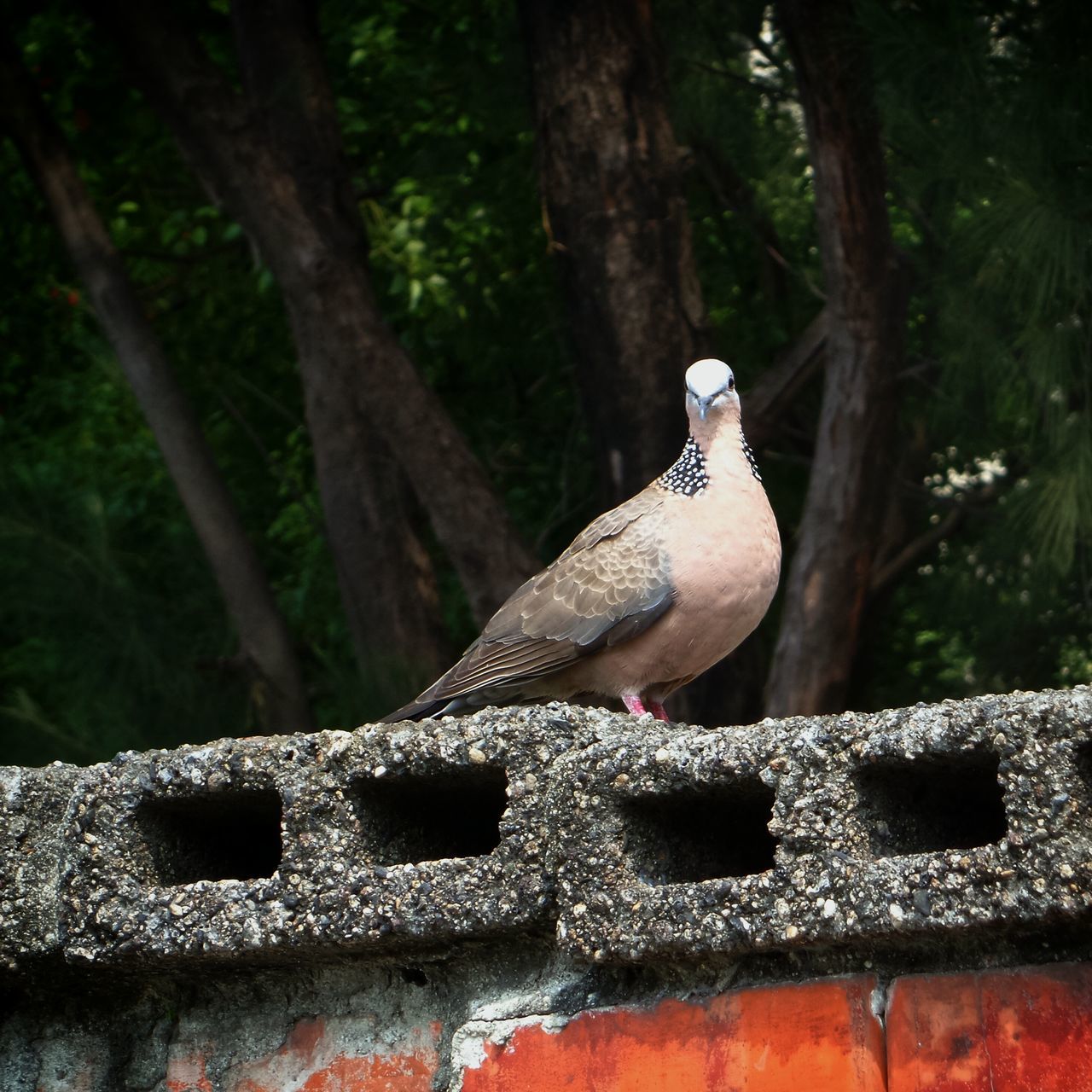 tree, animals in the wild, animal themes, wildlife, bird, one animal, tree trunk, focus on foreground, forest, nature, branch, perching, outdoors, day, close-up, no people, wood - material, animal representation, sculpture, low angle view