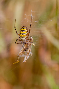 Close-up of spider on web