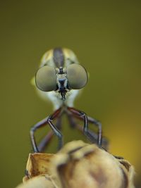 animal