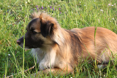 Close-up of dog on grassy field