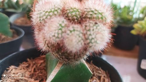 Close-up of cactus plant in pot