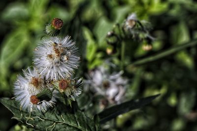 Close-up of white flowering plant