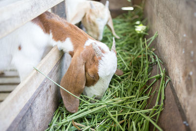 High angle view of cat sleeping in grass