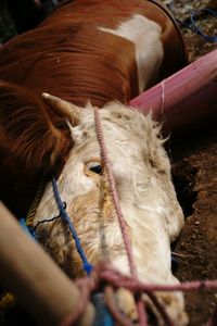 Close-up of a horse