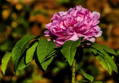 Close-up of pink flower blooming outdoors