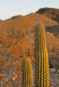 Close-up of succulent plant on field against sky