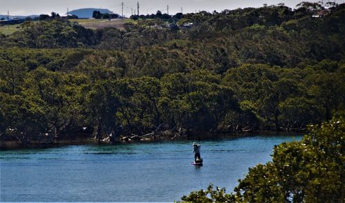 Scenic view of river amidst trees
