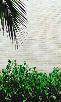 Close-up of fresh green plant against building