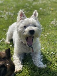 Close-up of a west highland terrier on grassy field
