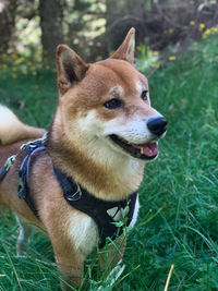 Close-up of dog looking away