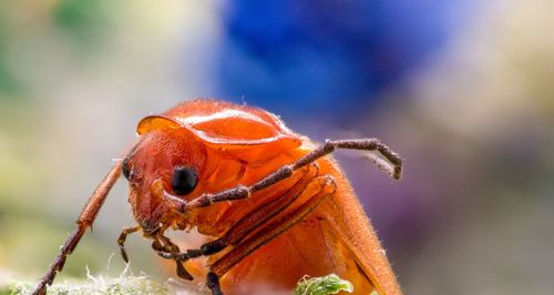 Close-up of butterfly
