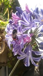 Close-up of insect on purple flowering plant