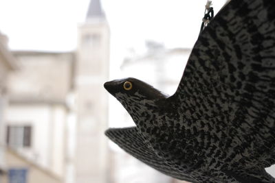 Close-up of bird perching on a building