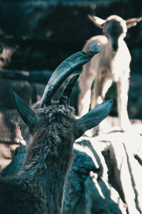 Close-up of horse outdoors