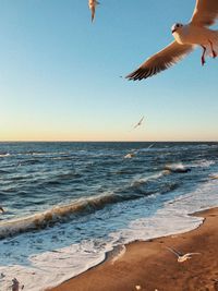Seagulls flying over beach against sky