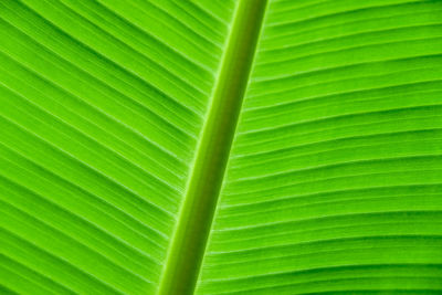 Full frame shot of palm leaf