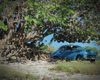 Car parked by tree