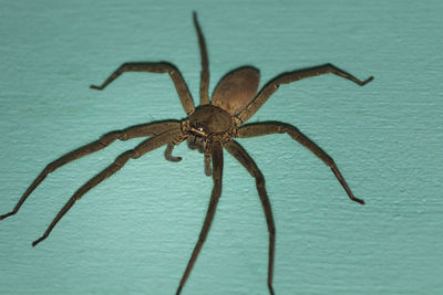 Close-up of spider on table