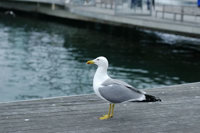 Bird flying over white background