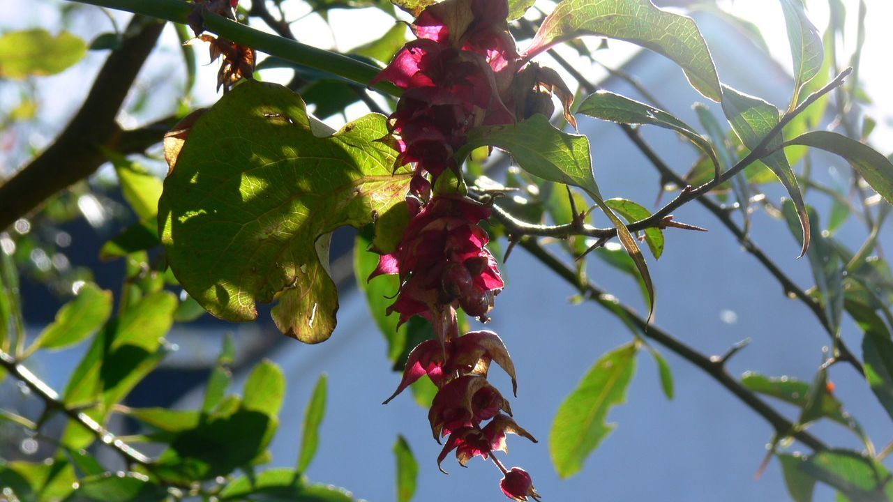 LOW ANGLE VIEW OF BERRIES ON TREE