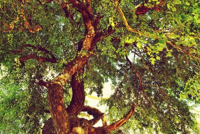 Low angle view of trees in forest