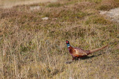 Side view of a bird in field