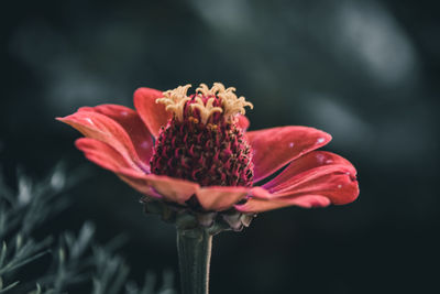 Close-up of wilted flower against blurred background