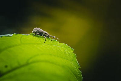 Close-up of insect on leaf