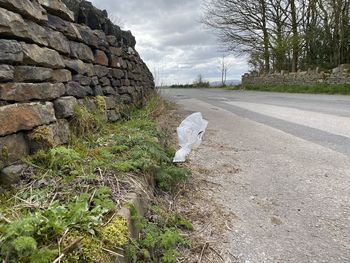 View of an animal on the road