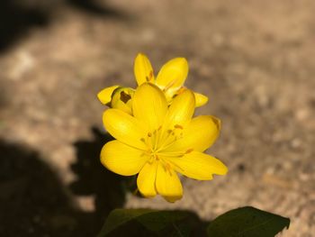 Close-up of yellow flower blooming outdoors