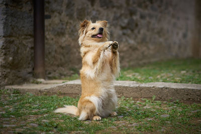 Dog rearing up in park