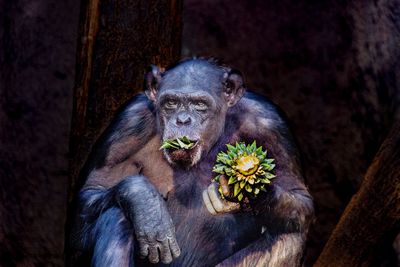 Portrait of monkey sitting on tree