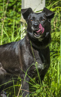 Black dog sticking out tongue on field