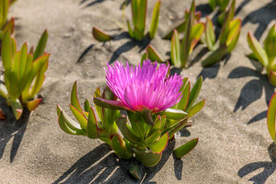 High angle view of pink and purple flower