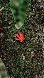 Close-up of red flower on tree trunk