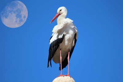 Low angle view white stork perching on post against blue sky