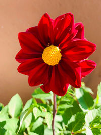 Close-up of red flower