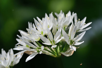 Close up of a ramson flower  in bloom