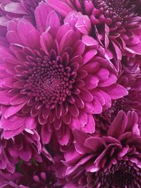Full frame shot of pink dahlia blooming outdoors