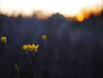 Close-up of yellow flowering plants on field against sky