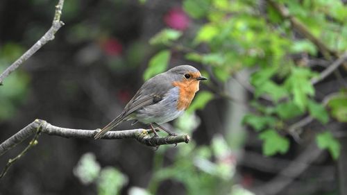 Close-up of bird perching on tree