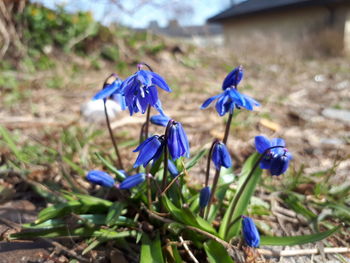 Close-up of purple crocus flowers on field