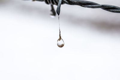 Close-up of water drop falling from barbed wire