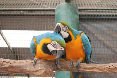 Two birds perching on wood